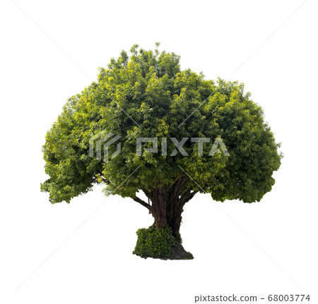 Big tree isolated on white background. 68003774