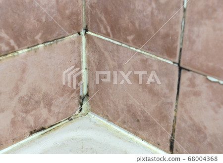 Black fungus growing on tile joints bathroom wall corner 68004368