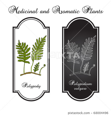 Common polypody Polypodium vulgare , medicinal plant Common polypody Polypodium vulgare , medicinal plant 68004496