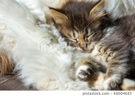 A street kitten sleeps on an adult cat, close-up A street kitten sleeps on an adult cat, close-up 68004685