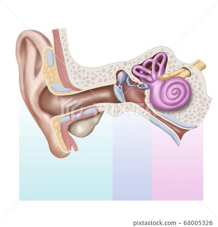 耳朵結構 68005326