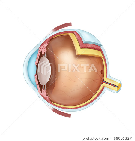 Structure of the eye 68005327