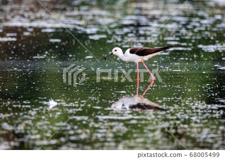 Black-winged stilt or Himantopus himantopus wades in marshland Black-winged stilt or Himantopus himantopus wades in marshland 68005499