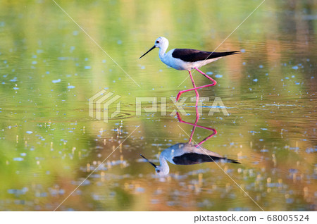 Black-winged stilt or Himantopus himantopus wades in marshland 68005524