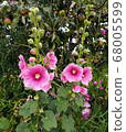 pink mallow 68005599
