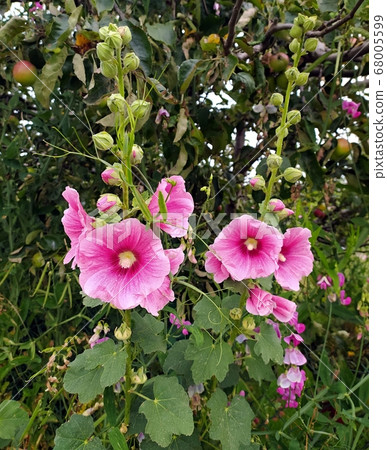 pink mallow 68005599