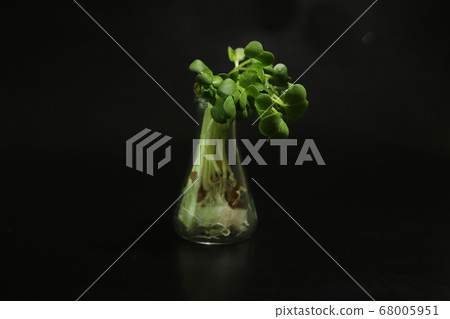 Black background radish Black background radish 68005951