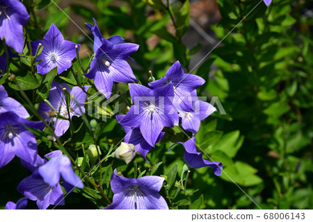 Kikoji Temple 68006143