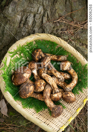 松茸蘑菇放在松樹的根部 68006268