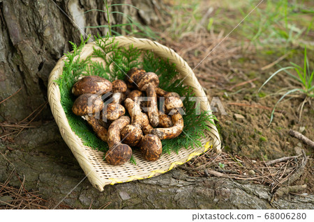 Matsutake mushrooms placed at the root of a pine tree Matsutake mushrooms placed at the root of a pine tree 68006280