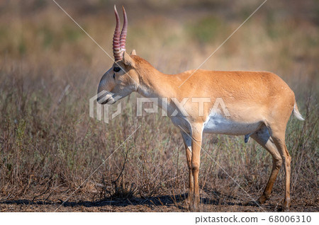 Saiga antelope or Saiga tatarica in steppe 68006310