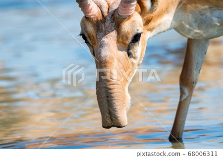 Saiga antelope or Saiga tatarica drinks in steppe 68006311