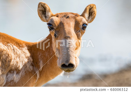 Saiga antelope or Saiga tatarica drinks in steppe 68006312