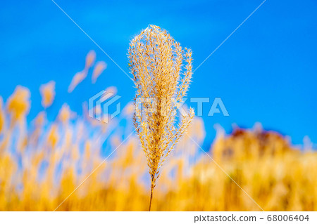 Susuki that floats in the blue sky [Nagano Prefecture] 68006404