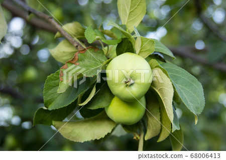 Green apples on the branch. Anthracnose on the leaf. Diseases of the apple tree Green apples on the branch. Anthracnose on the leaf. Diseases of the apple tree 68006413