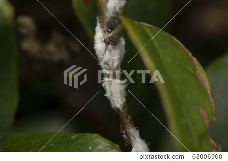 Larva larva Larva larva 68006900
