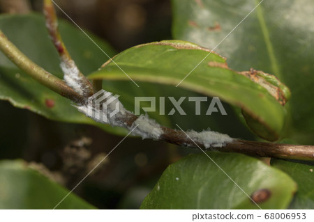 Larva larva 68006953