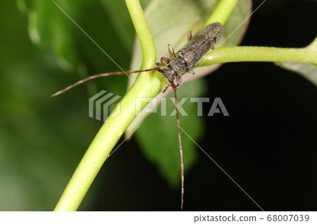生物昆蟲Shinanokurofukamikiri，斑駁的圖案，純色。超越翅膀的天線 68007039