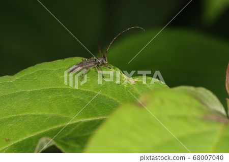 生物昆蟲Shinanokurofumakiri，約1厘米大小。樹枝和樹幹上清醒時清醒... 68007040
