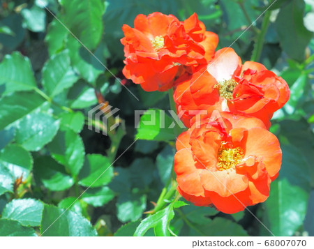 Rose Olympic Fire Rose Olympic Fire 68007070