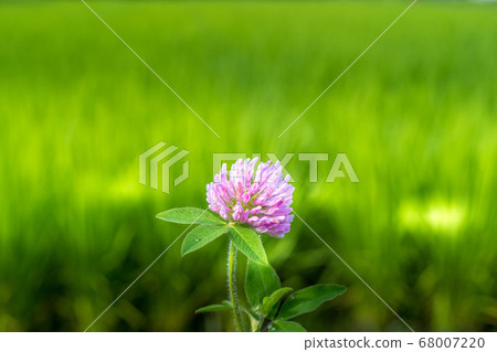 紫色的指甲草和草地 68007220