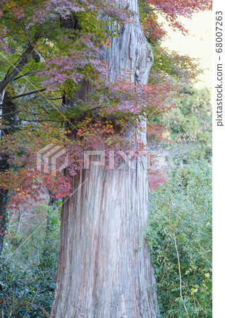 秋天的樹葉 68007263