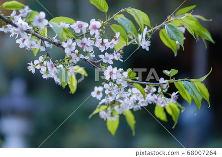 李Cerasoides 68007264