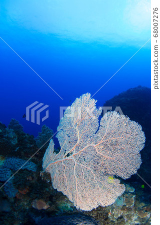 水下景觀 68007276