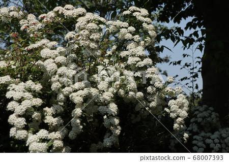 Kodemari花 68007393