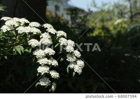 Kodemari花 68007394