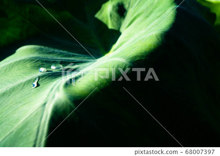 芋頭的光與影 芋頭的光與影 68007397