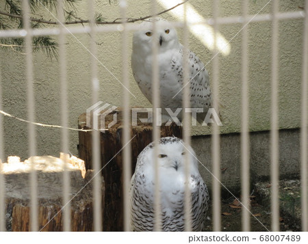 Snowy owl Snowy owl 68007489