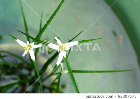 The first time I saw a flower of a white heron (Egret mosquito hanging) 68007573