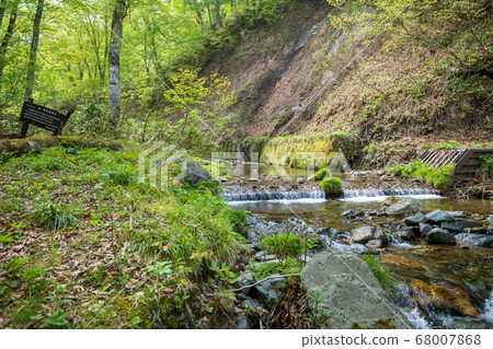 Fresh green Okutone water source forest Fresh green beech forest Minakami Town, Gunma Prefecture 68007868