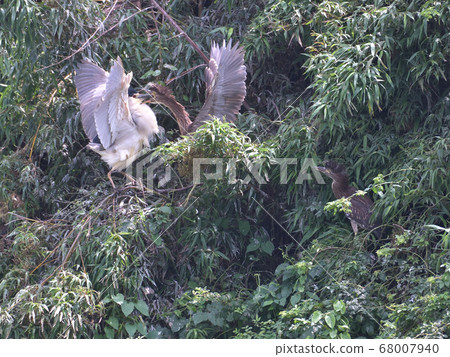 夜鷺和鯉魚（母鳥和小雞）在一起的地方，這很少見 68007940