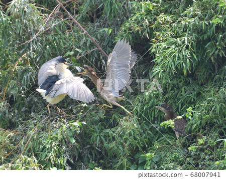 The place where the night heron and the common carp (parent bird and chick) are together, which are rarely seen The place where the night heron and the common carp (parent bird and chick) are together, which are rarely seen 68007941