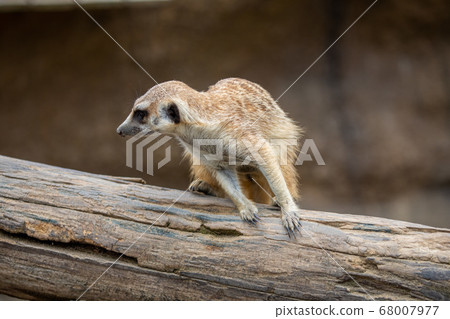 貓鼬在一棵樹上運行 68007977