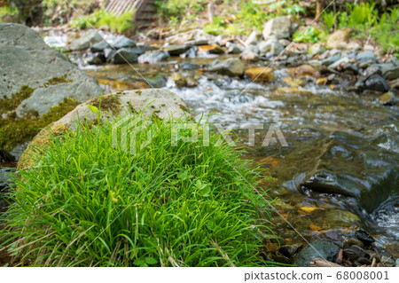 Fresh green Okutone water source forest Fresh green Sakonamasawa beech forest Minakami town, Gunma prefecture 68008001