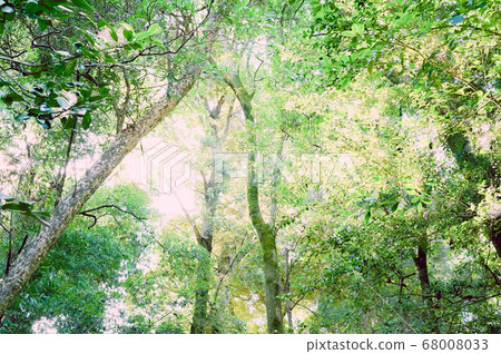 Fresh green spill day trees 68008033