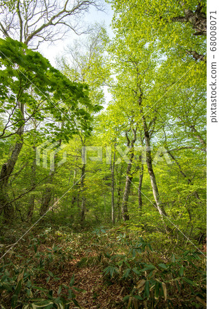 Fresh green Okutone water source forest Fresh green beech forest Minakami Town, Gunma Prefecture 68008071