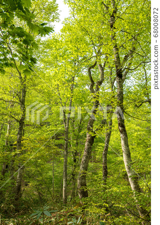 Fresh green Okutone water source forest Fresh green beech forest Minakami Town, Gunma Prefecture 68008072