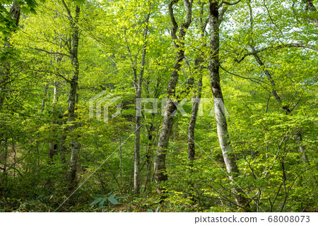 Fresh green Okutone water source forest Fresh green beech forest Minakami Town, Gunma Prefecture 68008073
