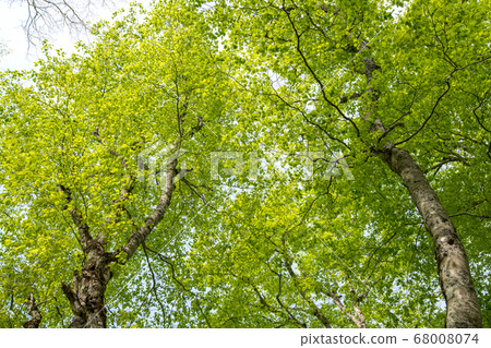 Fresh green Okutone water source forest Fresh green beech forest Minakami Town, Gunma Prefecture 68008074