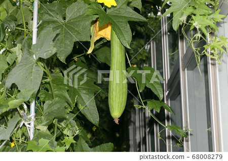 Green curtain 68008279