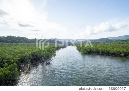 沖繩縣西表島霍拉河紅樹林殖民地 沖繩縣西表島霍拉河紅樹林殖民地 68009037