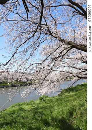 Sakura blooming along the riverbank of Motoara River in Hasuda City, Saitama Prefecture Sakura blooming along the riverbank of Motoara River in Hasuda City, Saitama Prefecture 68009095