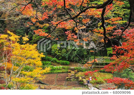 Brilliant autumn leaves in Utatsuyama Park, Kanazawa City Brilliant autumn leaves in Utatsuyama Park, Kanazawa City 68009096