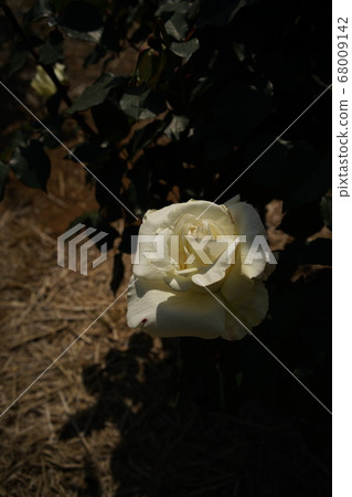 Madam Sachi, a white rose in full bloom Madam Sachi, a white rose in full bloom 68009142