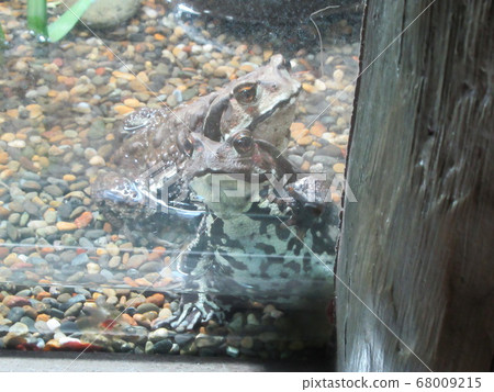 A frog A frog 68009215