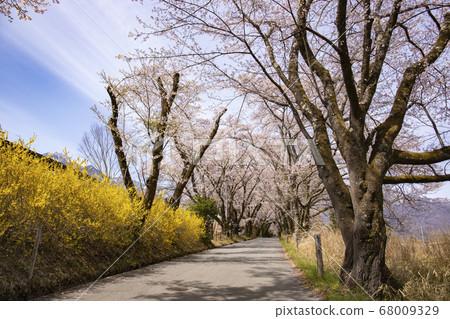 [Yamanashi Prefecture] A row of cherry trees in full bloom of Mahara 68009329